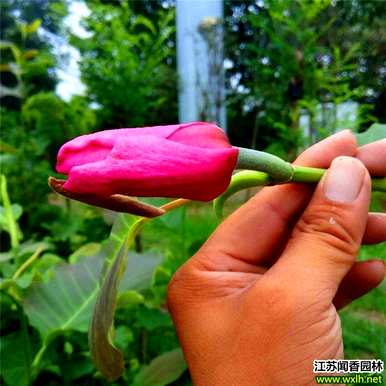 红花玉兰什么时候开花，红花玉兰什么时候开花