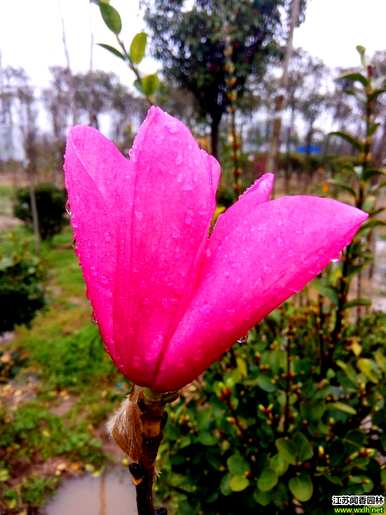 红花玉兰什么时候开花，红花玉兰什么时候开花