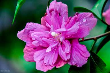 芙蓉花语全文阅读，芙蓉花语是什么意思