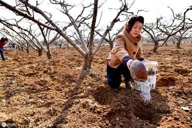 冬季桃树的管理方法、种植方法和管理方法