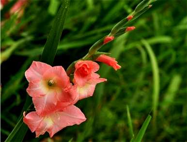 剑兰花的寓意和花语是什么？各种颜色的剑兰花花语