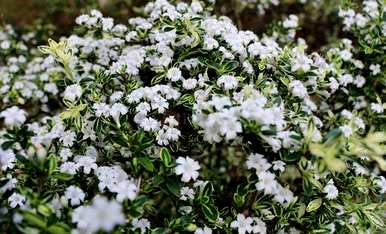 金边六月雪开花吗？金边六月雪一年开几次？