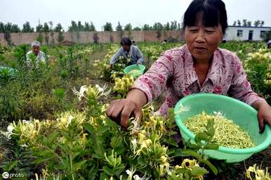 金银花的花期如何长，金银花的花期如何？