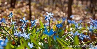 四五月适合种什么花，四五月适合种什么花种子