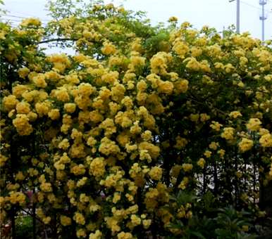 木香花期有多长，白木香花期有多长？