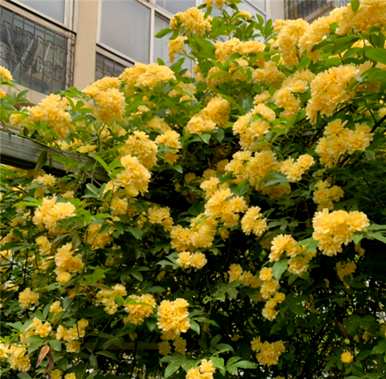 木香花期有多长，白木香花期有多长？