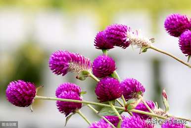 如何种植千日红花，如何种植千日红花