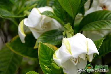 栀子叶发黄，花蕾落下怎么办？栀子花有花蕾，叶子发黄可以换盆吗？