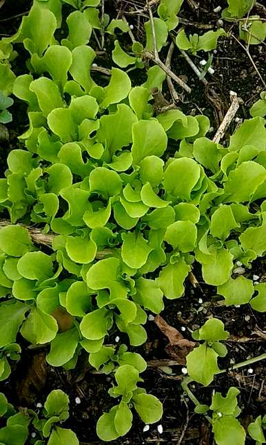 阳台种菜适合种什么菜，阳台种菜100种方法