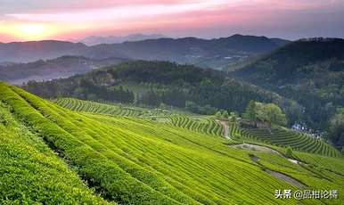 茶叶种植前景如何，如何种植茶叶？