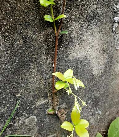 哪些爬墙植物最好养？爬墙植物排名前十