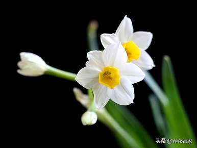 水仙花是什么颜色，水仙花是什么颜色