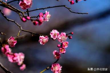 庭院花卉设计最佳布局，庭院最佳花卉选择