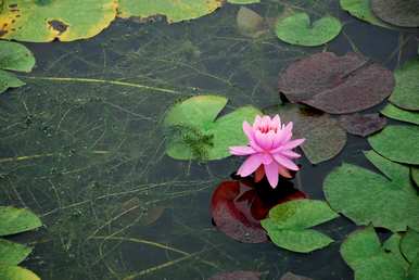 伊诗兰达睡莲花期，睡莲花期多久水养？