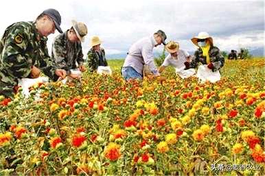 如何种植红花种子？红花最好在几个月内浸泡种子吗？