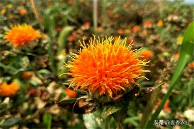 如何种植红花种子？红花最好在几个月内浸泡种子吗？