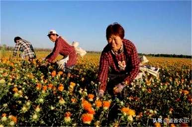 如何种植红花种子？红花最好在几个月内浸泡种子吗？