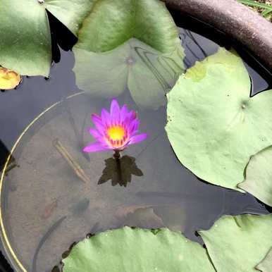 什么品种的睡莲花开花期长，睡莲花期一般多长？