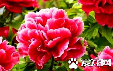 牡丹花什么季节开，牡丹花什么季节最好？