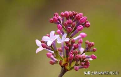 丁香花的花语是什么？丁香花不真实的花语是什么？