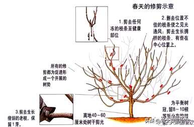 如何种植无花果树苗，如何种植无花果前景？