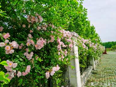 月季花怎么养，玫瑰月季花怎么养？