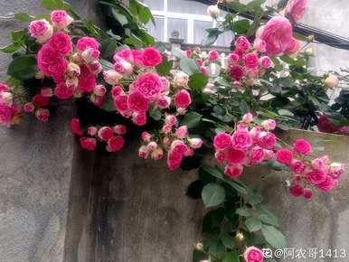 月季花怎么养，玫瑰月季花怎么养？