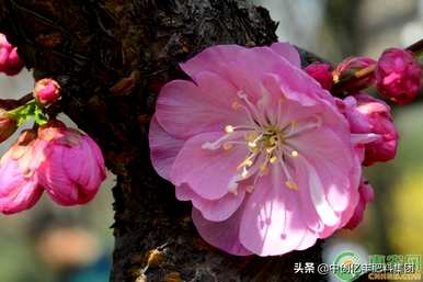 榆叶梅何时开花，榆叶梅山杏京桃开花