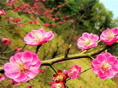 如何种植腊梅花果实？