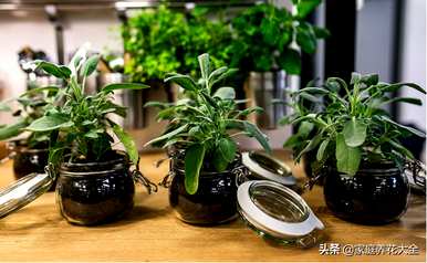 播种各种植物的方法有哪些，播种植物的方法有哪些？