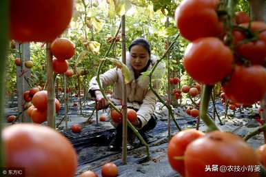 如何种植和管理西红柿，沙培西红柿种植管理技术