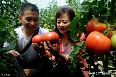 如何种植和管理西红柿，沙培西红柿种植管理技术