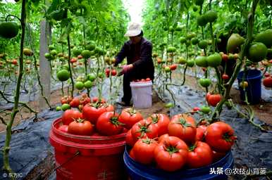 如何种植和管理西红柿，沙培西红柿种植管理技术