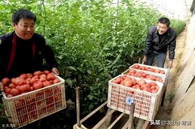 如何种植和管理西红柿，沙培西红柿种植管理技术