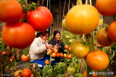 如何种植和管理西红柿，沙培西红柿种植管理技术