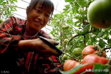 如何种植和管理西红柿，沙培西红柿种植管理技术