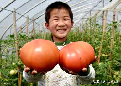 如何种植和管理西红柿，沙培西红柿种植管理技术