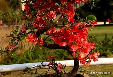 如何养海棠花盆景？梗海棠花盆景造型