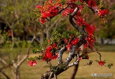 如何养海棠花盆景？梗海棠花盆景造型