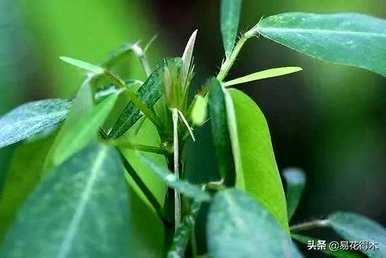 如何种植跳舞草的种子，跳舞草的种子在哪里