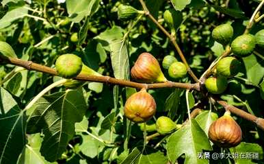 无花果如何繁殖新品种，无花果如何繁殖