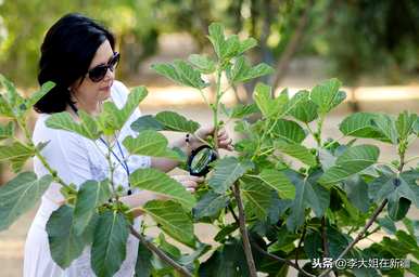 无花果如何繁殖新品种，无花果如何繁殖