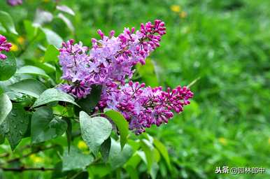 什么是丁香花语，什么颜色是丁香花语