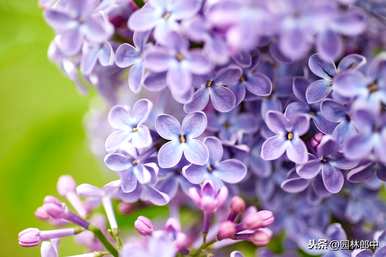 什么是丁香花语，什么颜色是丁香花语