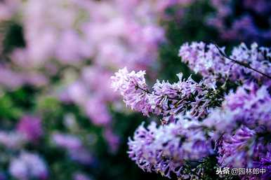 什么是丁香花语，什么颜色是丁香花语