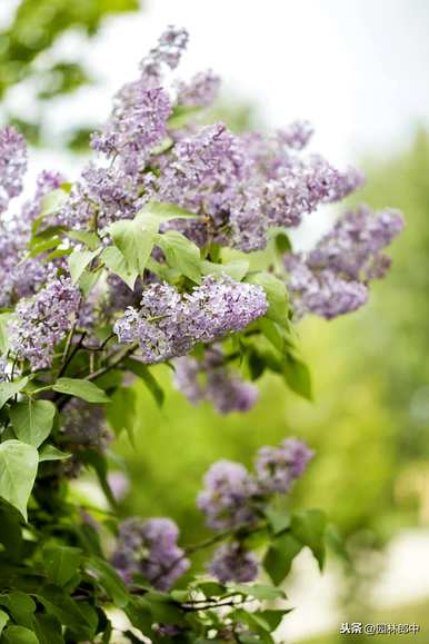 什么是丁香花语，什么颜色是丁香花语