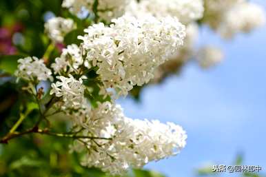 什么是丁香花语，什么颜色是丁香花语