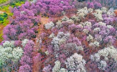 玉兰花的花语和象征意义，玉兰花对老年人的花语和象征意义