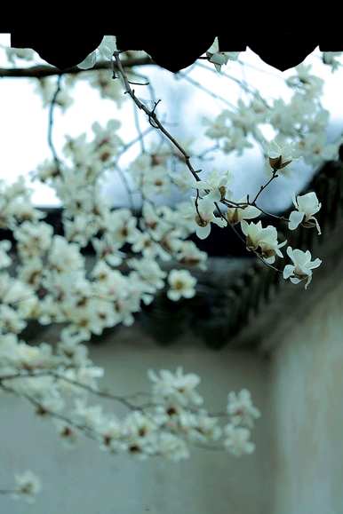 玉兰花的花语和象征意义，玉兰花对老年人的花语和象征意义