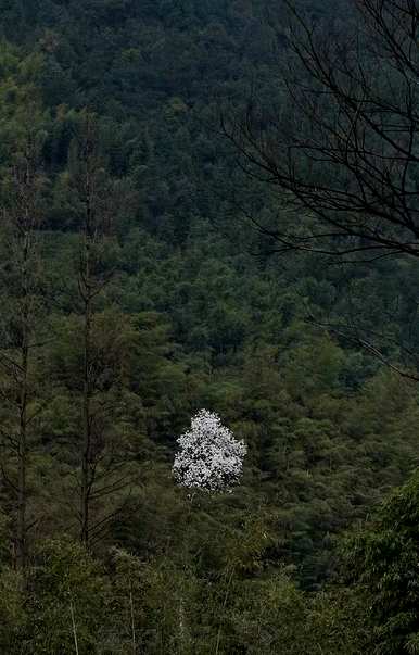 玉兰花的花语和象征意义，玉兰花对老年人的花语和象征意义